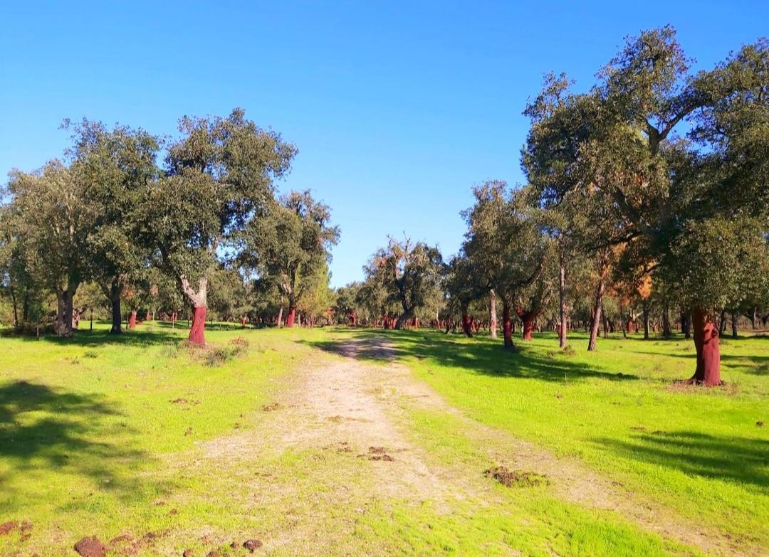 Casas Herdade Do Convento Da Serra Almeirim Esterno foto